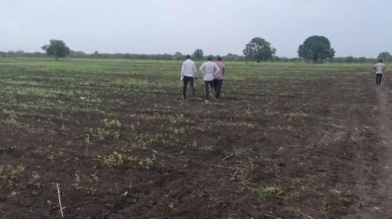 Amravati soyabean seed Failure